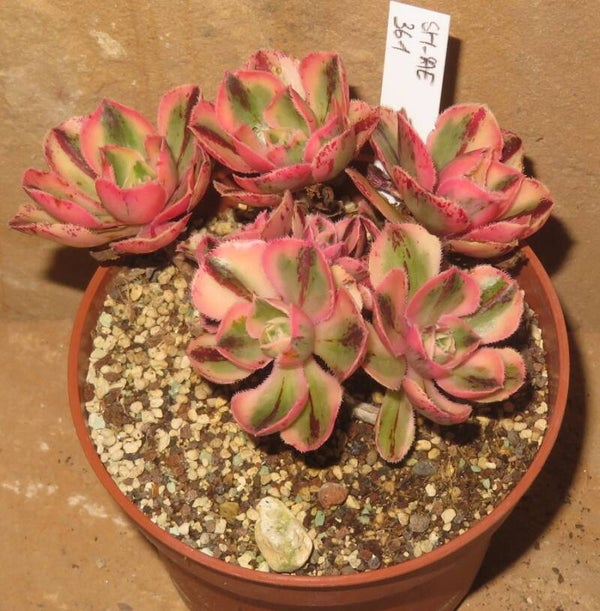 Aeonium marnier lapostolle variegata