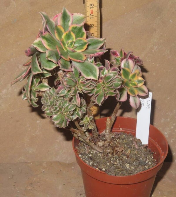 Aeonium decorum cv Tricolor cristata variegata