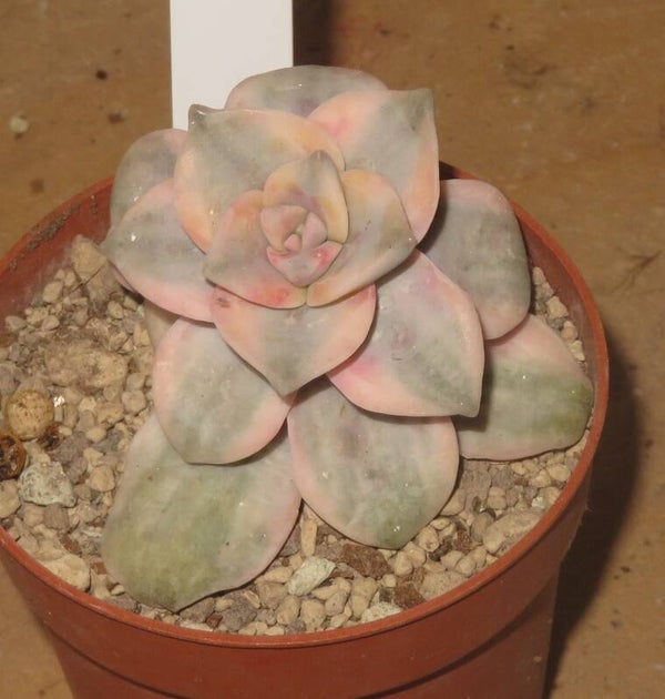 Graptopetalum cv Purple Delight variegata