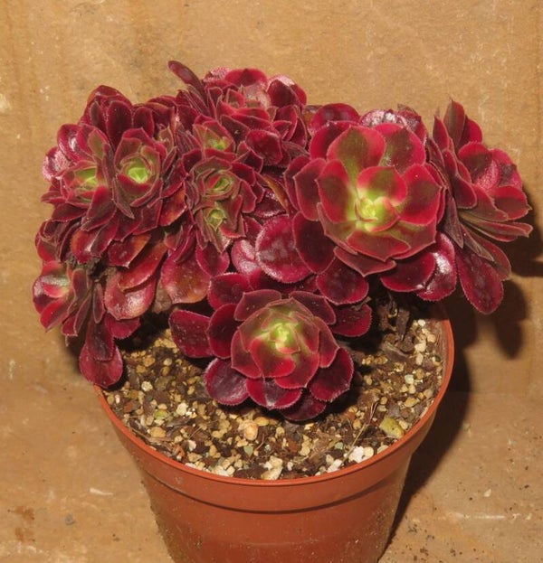 Aeonium cv Medusa cristata variegata