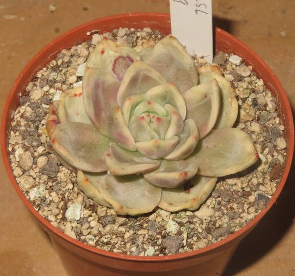 Echeveria cv Champagne variegata