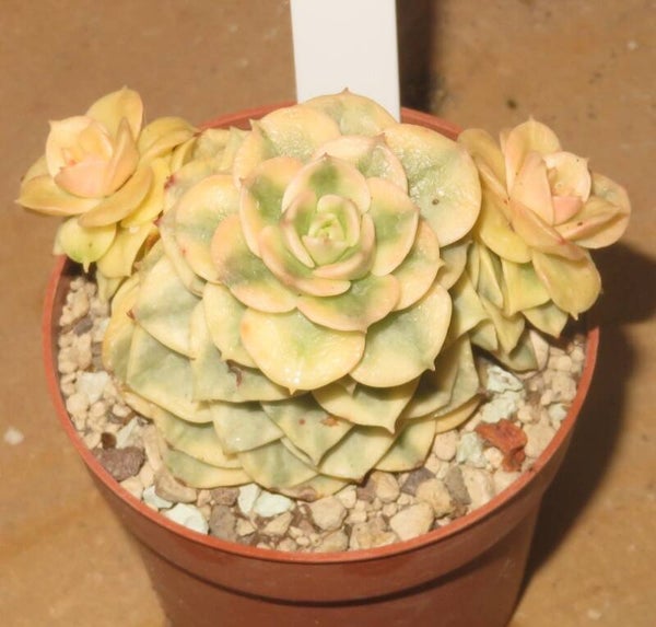 Sedeveria cv Rolly variegata