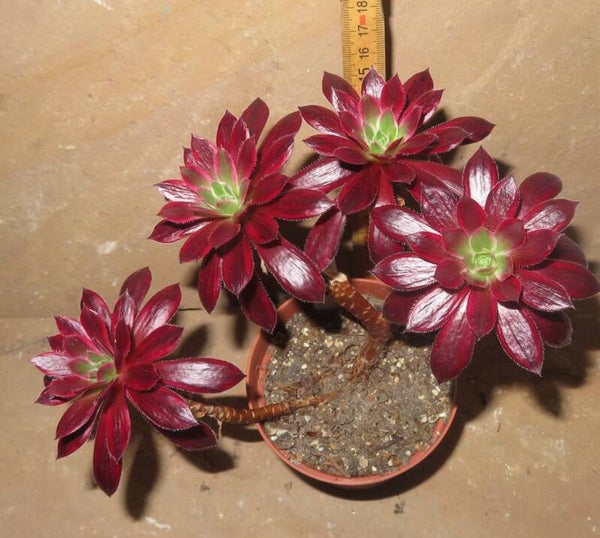 Aeonium cv Peacock variegata - Black Magic