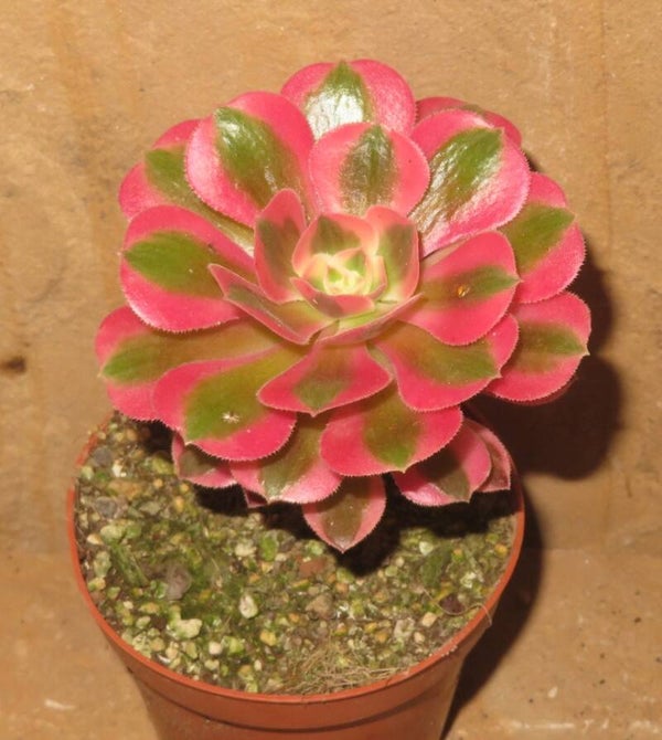 Aeonium cv Pink Witch variegata