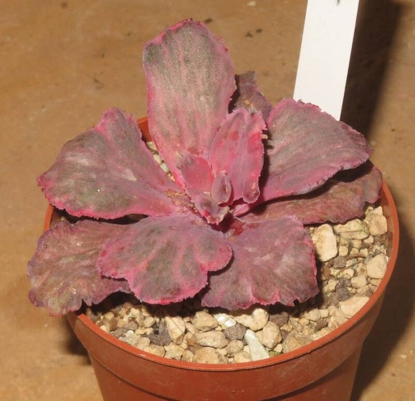 Echeveria cv Amazing Dreams variegata