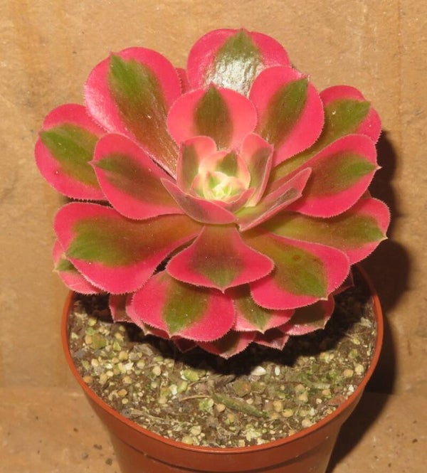 Aeonium cv Pink Witch variegata