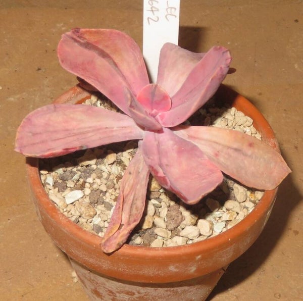 Pachyveria cv Pampoteus variegata