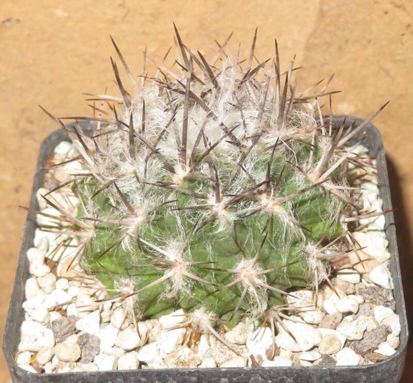 Neoporteria Eriosyce echinus v. floccosa