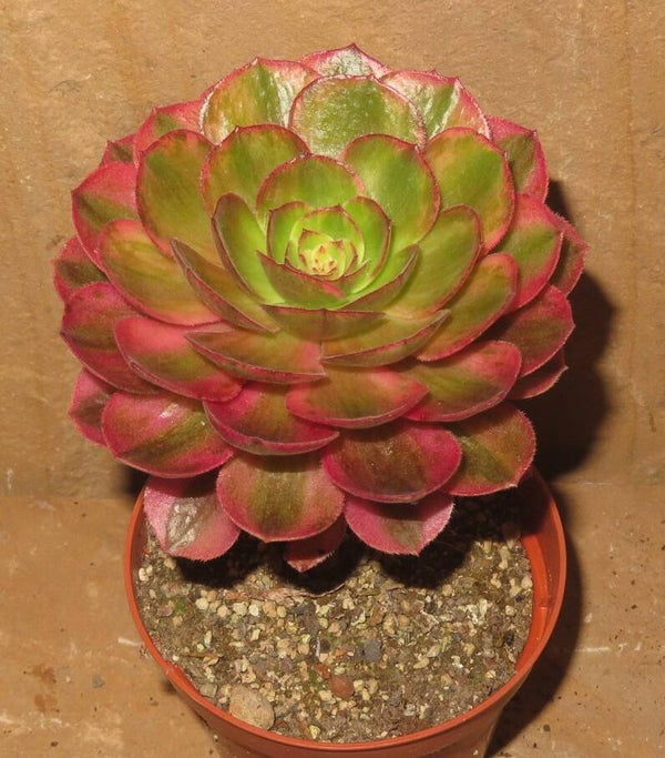 Aeonium cv Magic Candle variegata