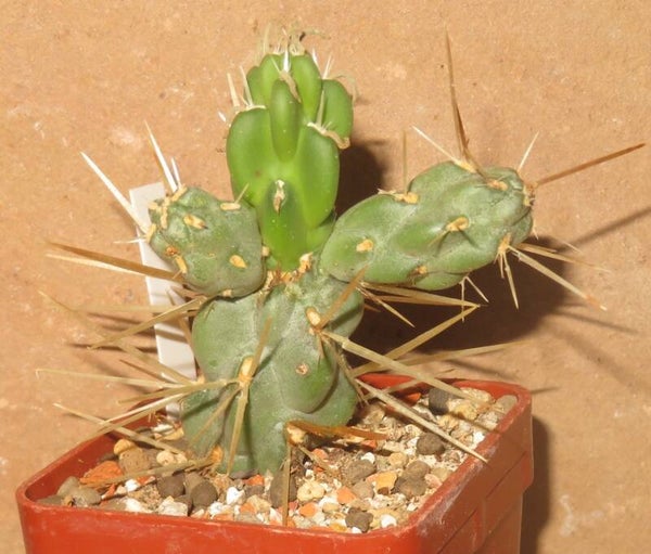 Cylindropuntia tunicata - Opuntia