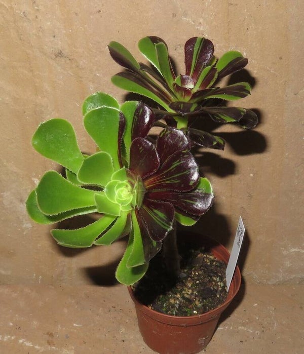 Aeonium cv Big Bang
