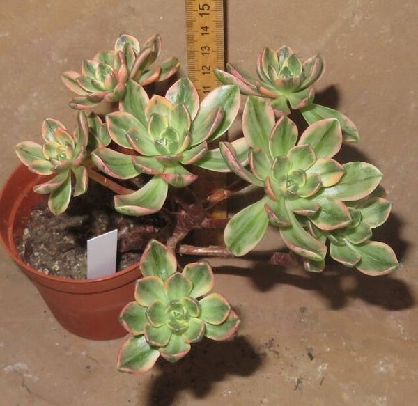 Aeonium cv Bronze Medal variegata
