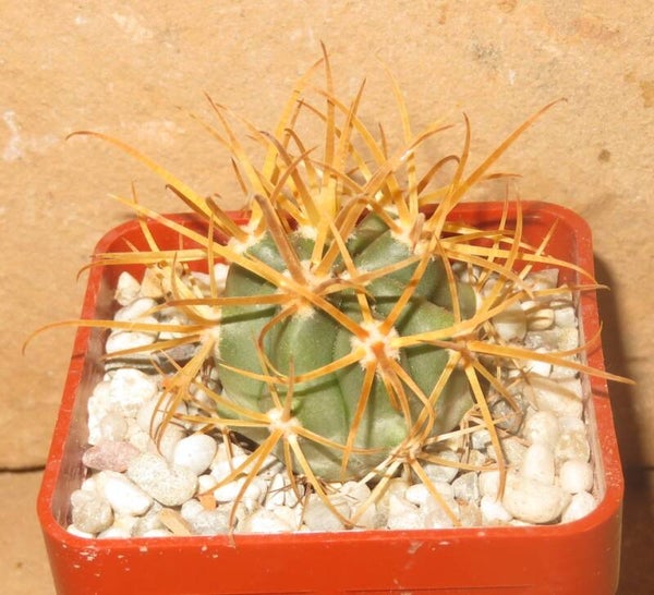 Ferocactus chrysanthus L10 Isla Cedros Baja California Mexiko