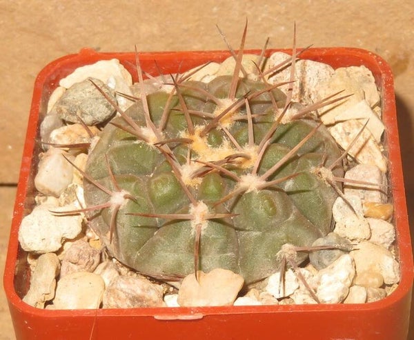 Gymnocalycium glaucum Los Robles La Rioja Argentinien