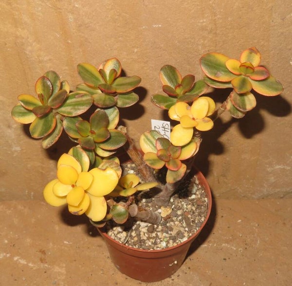 Crassula argentea minor cv Majiko Gorudo variegata