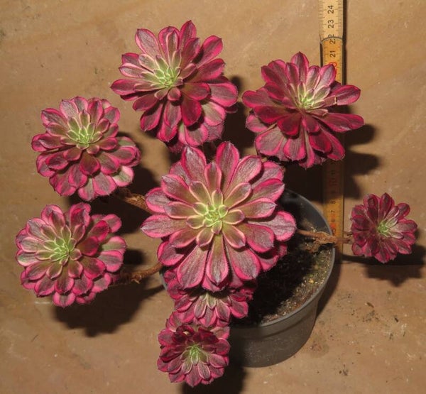 Aeonium cv Mardi Gras variegata Große Pflanze