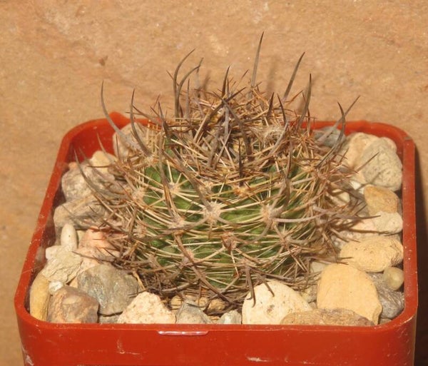 Pyrrhocactus aconcaguensis Guardia Vieja Chile - Eriosyce