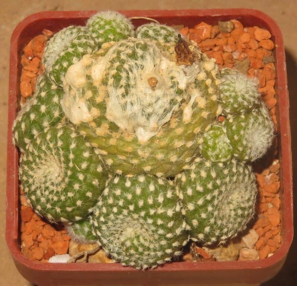 Copiapoa laui