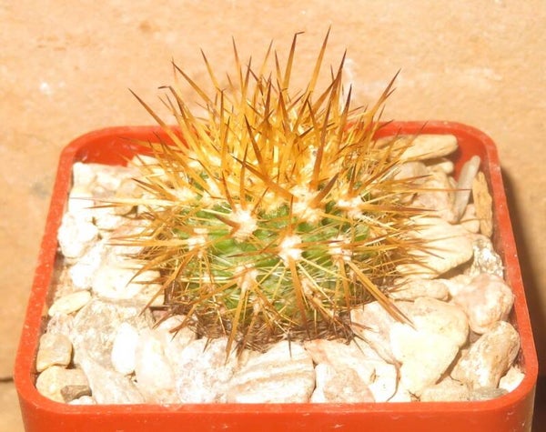 Neoporteria litoralis v intermedia Los Vilos Chile - Eriosyce