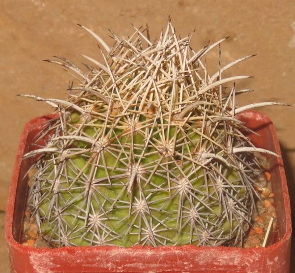 Coryphantha obscura SB714
