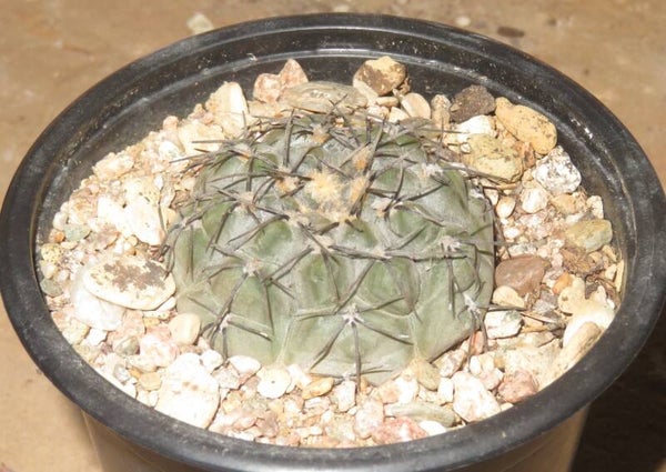 Gymnocalycium berchtii TOM06-148-1