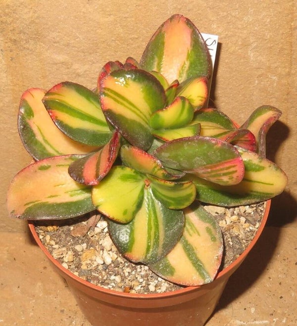 Crassula argentea cv Mikaeri Bijin variegata
