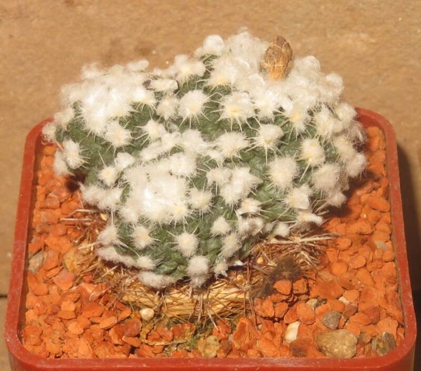 Pediocactus winkleri RP132 Wayne County Utah USA