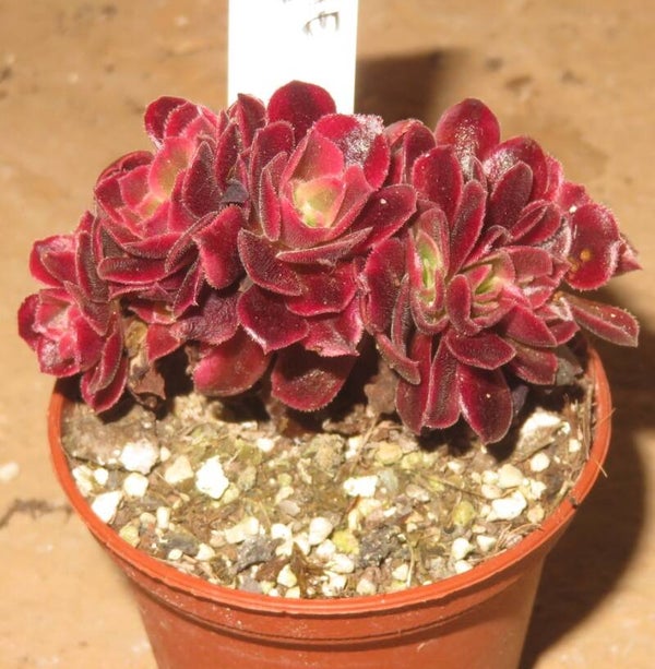 Aeonium cv Medusa cristata variegata