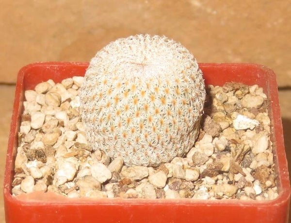 Epithelantha micromeris MZ398 Sierra de Parras, Coahuila, Mexico