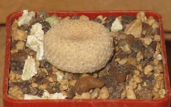 Epithelantha bokei VM178 Cuatrocienegas, Coahuila, Mexico