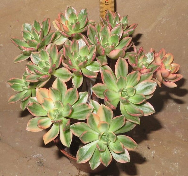Aeonium cv Bronze Medal variegata Große Pflanze
