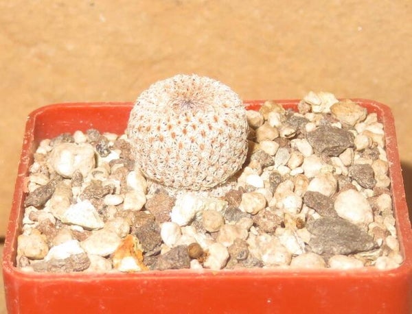 Epithelantha cryptica VM132 Casa Colorada, Sierra de la Paila, Coahuila, Mexico