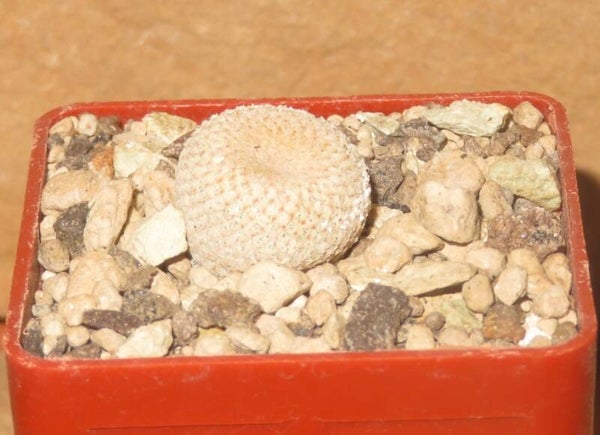 Epithelantha bokei LX240 El Kelso, Coahuila, Mexico