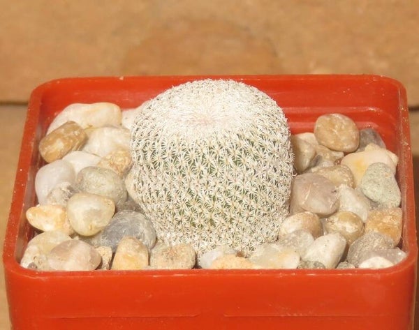 Epithelantha ilariae VM654 Mina Nuevo Leon Mexico
