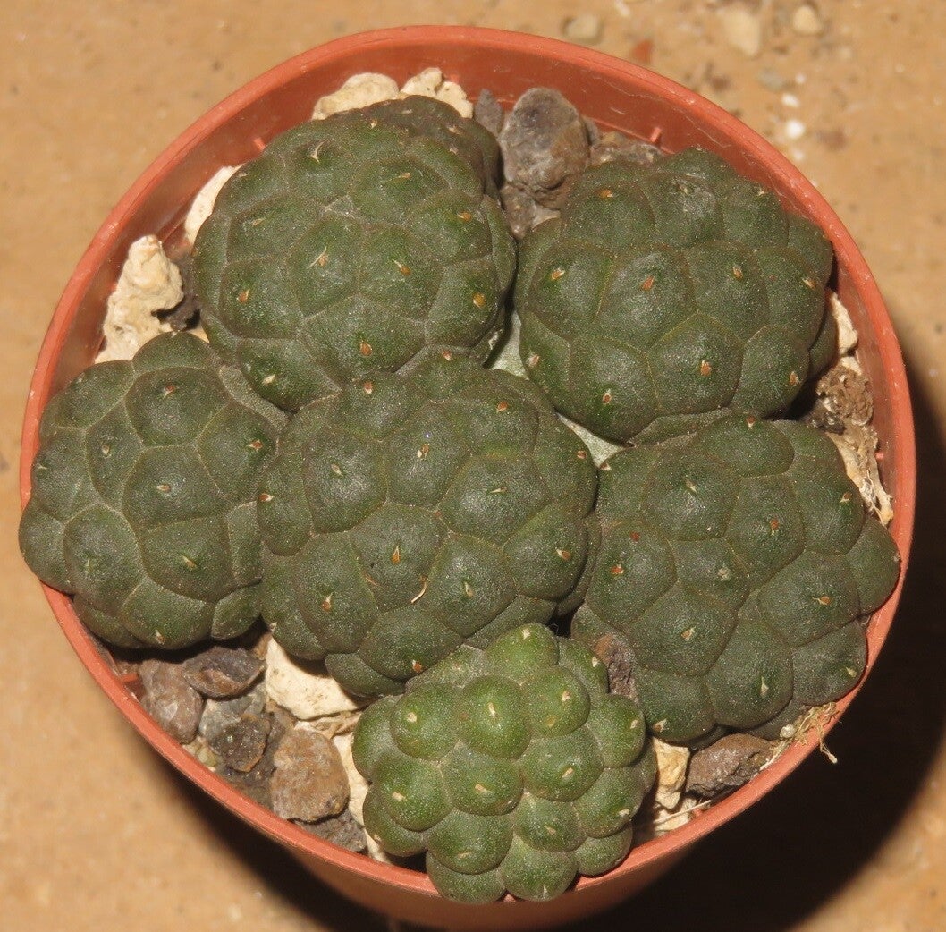 Puna bonnieae f. inermis Catamarca, 2500 - 3300 m, Argentinien