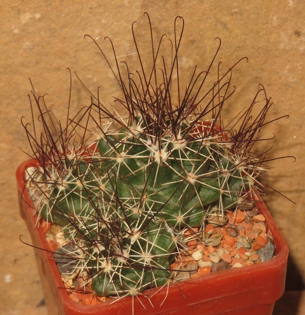 Neolloydia odorata RS1222 SLP Mexico