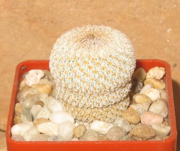 Epithelantha micromeris v. HK168 Coahuila, Mexico