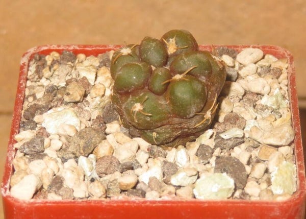 Cintia knizei - Weingartia