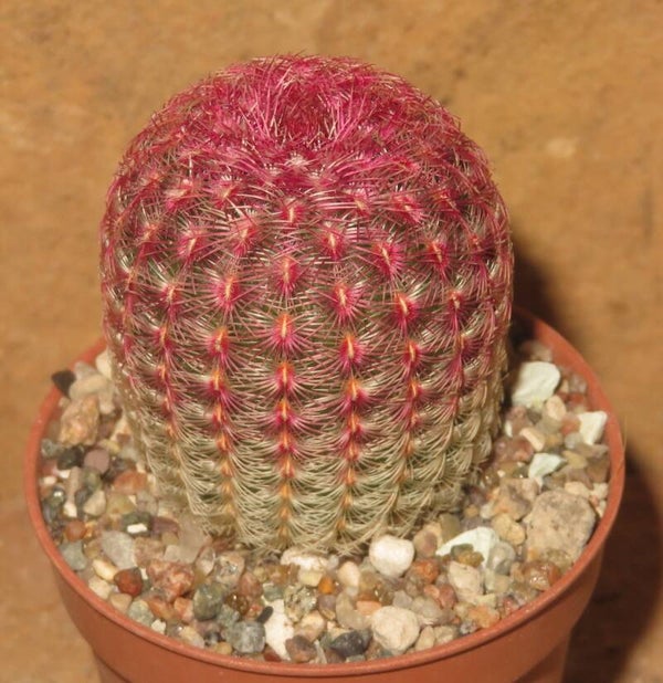 Echinocereus pectinatus v. rubrispinus Lau88 Sierra Obscura, Chihuahua, Mexico