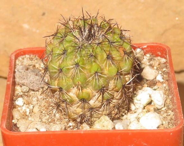 Parodia oculta