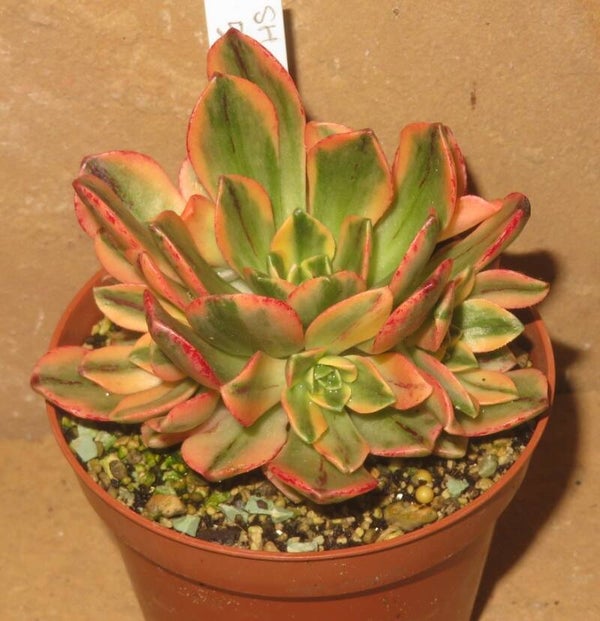 Aeonium cv Bronze Medal variegata