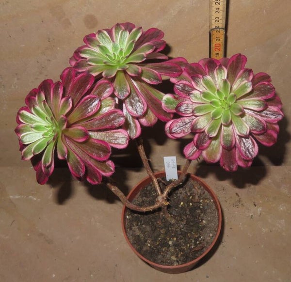 Aeonium cv Mardi Gras variegata