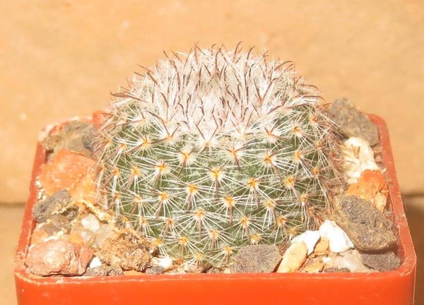Parodia malyana, L6105, El Taco, Catamarca, Argentinien