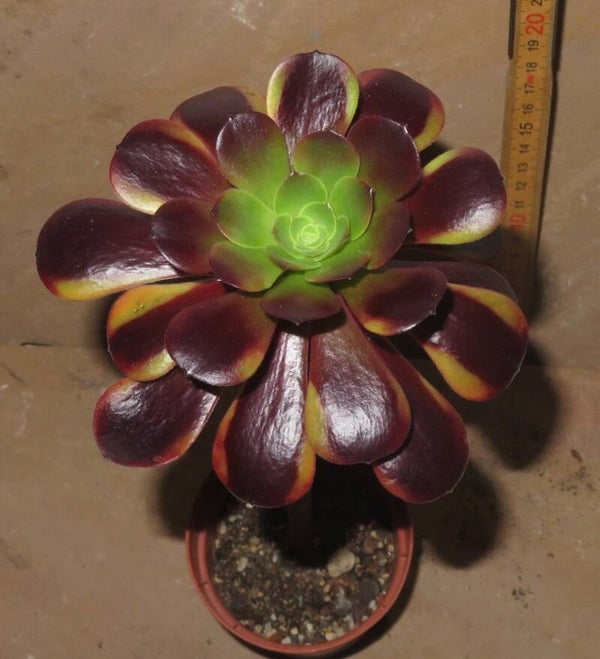 Aeonium cv SuperBang variegata