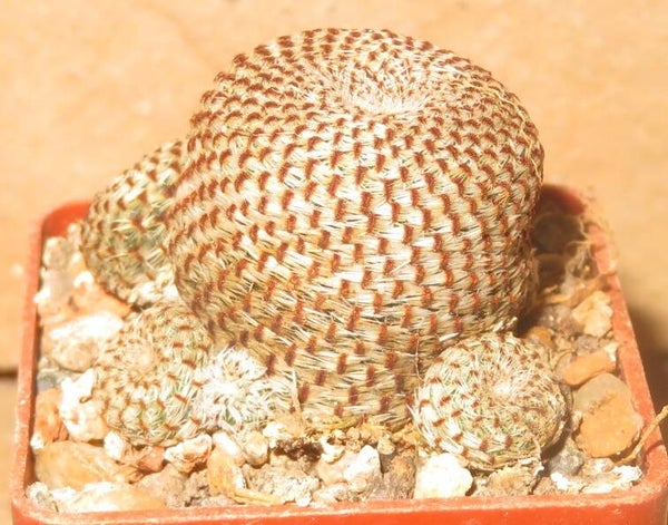 Aylostera heliosa - Rebutia
