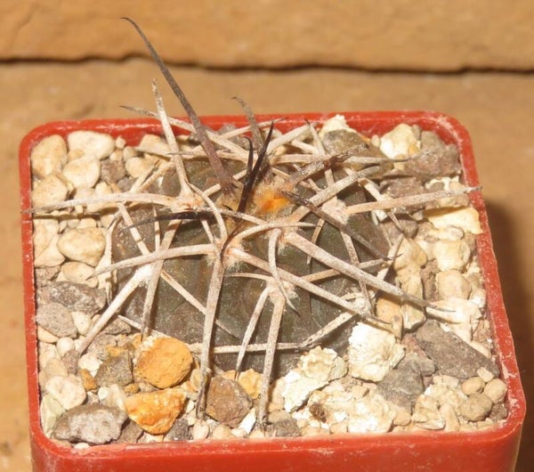 Gymnocalycium spegazzinii Tucuman Argentinien