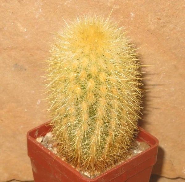 Haageocereus spec Pativilca Riorapay 1171m Peru