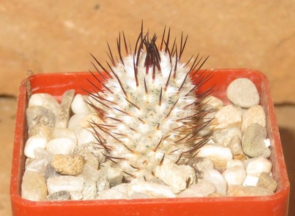 Mammillaria perezdelarosae v. andersonii JMT319 Villa Garcia, Zac. Mexiko
