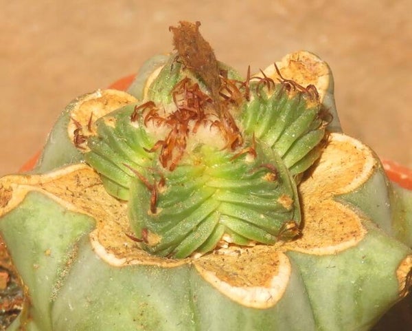 Aztekium valdezii