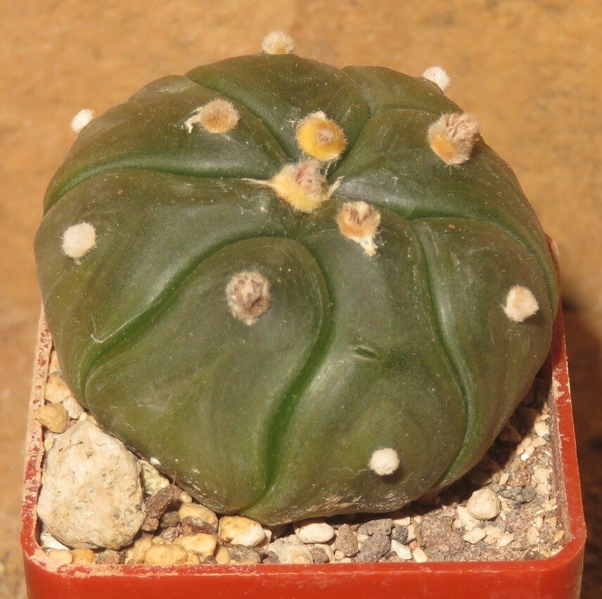 Astrophytum asterias f. nudum